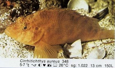 Cirrhitichthys aureus
